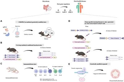 Recent advances in host-focused molecular tools for investigating host-gut microbiome interactions